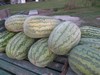 XXL Melon