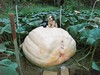 BIG SHOW DOG