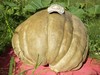 SCHWEIGERT