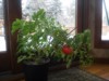 wixom grower ( The Polish Hammer)