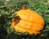 Pumpking