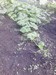 big orange pumpkin growing