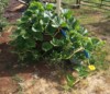 Garden Rebel (Team Rebel Rousers)
