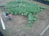 jimmygiants