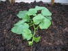 Dorset Farmers - MarkB