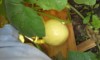 PTayor
