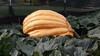 Big City Grower (Team coming out of retirement )