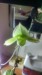 Tconway (BigStem)