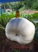 eastkypumpkin(Dwight)