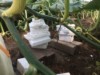 So.Cal.Grower