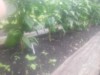 wixom grower ( The Polish Hammer)