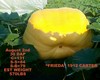 Engel's Great Pumpkins and Carvings
