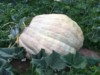 pumpkinJesus
