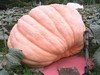 pumpconn
