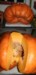 Pumpking