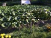 PUMPKIN HOUSE