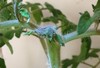 Virtual Veggies