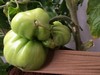 Virtual Veggies
