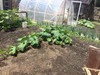 big orange pumpkin growing