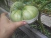 wixom grower ( The Polish Hammer)