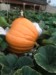 Terrace pumpkins