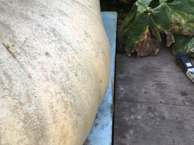 Grower Diaries