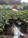 Big City Grower (Team coming out of retirement )