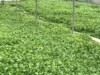 So.Cal.Grower