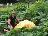 SleepyHollowPumpkinFarm