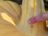 R_idaeus