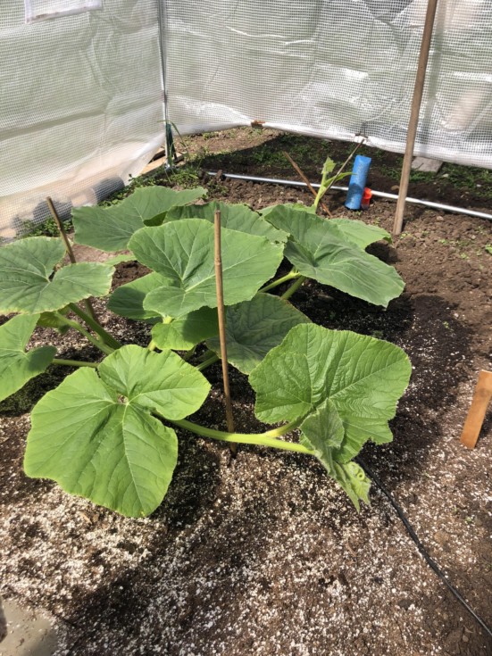 Grower Diaries BigPumpkins