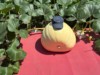 Pumpkineer
