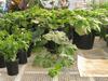 Greenhouse Grower