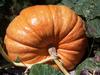 495 fruit in the sun- glossy skin