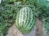 259.2 kent watermelon 75 circ it should be 129 lbs or so at 38 days old