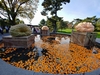 The Giant Pumpkin Reflecting Pond