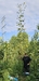 Very tall, free-standing wild sunflower at 18'7" tall