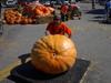 Hilger's Giant Pumpkin Weighoff