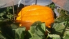 150 Pumpkin came from a 1552 Young x self cross