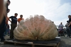 2014 - Beni Meier and his 2323.7 pound World Record Giant Pumpkin! 