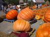 Hilger's Giant Pumpkin Weighoff