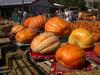 Hilger's Giant Pumpkin Weighoff