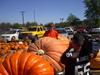 Hilger's Giant Pumpkin Weighoff