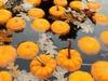 Pumpkins on display