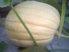 Atlantic Pumpkin (end of July pic)