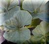 Heat Stressed leaf on Eaton 1009.5 plant.