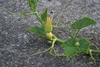 Hydroponic female blossom