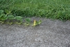 Female flower at end of 10 ft stalk, all hydroponically grown