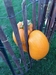 Pumpkin In The Fence