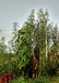 Tallest giant amaranth is about 21 feet tall
